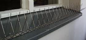 Taubenabwehr mit Spikes auf einem Dachsims